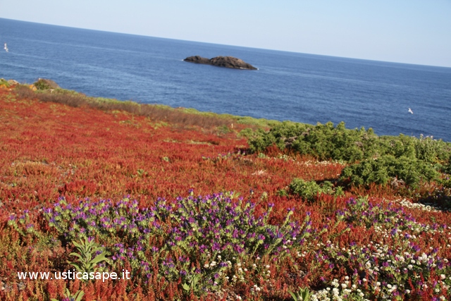 Ustica: fiori spontanei in riva al mare